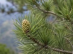 Nargil_Pinus gerardiana